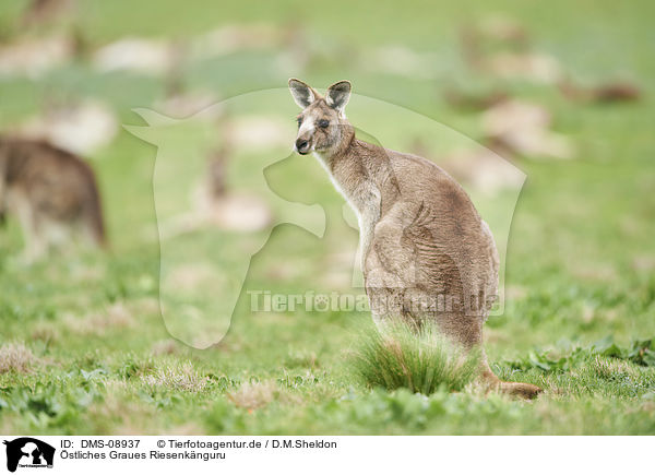 stliches Graues Riesenknguru / eastern grey kangaroo / DMS-08937