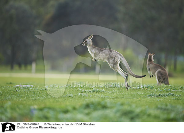 stliche Graue Riesenkngurus / eastern grey kangaroos / DMS-08943