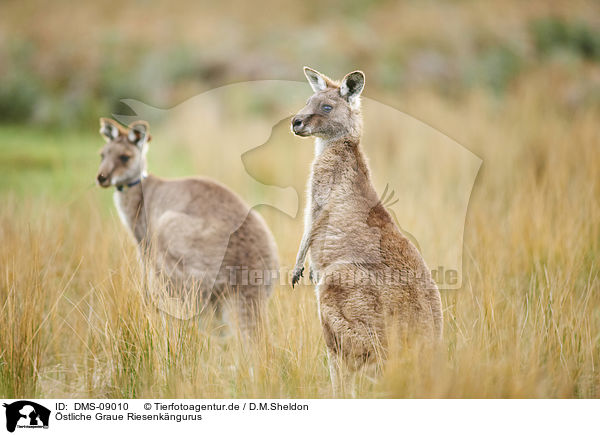 stliche Graue Riesenkngurus / eastern grey kangaroos / DMS-09010