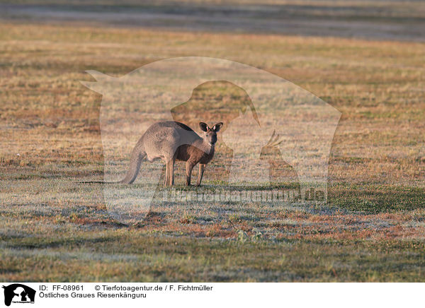 stliches Graues Riesenknguru / forester kangaroo / FF-08961