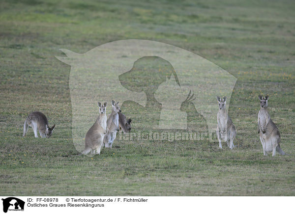 stliches Graues Riesenkngurus / forester kangaroos / FF-08978