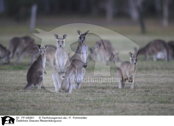 stliches Graues Riesenkngurus / forester kangaroos / FF-08981
