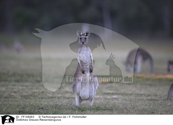 stliches Graues Riesenkngurus / forester kangaroos / FF-08983