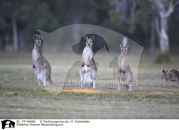stliches Graues Riesenkngurus / forester kangaroos / FF-08986