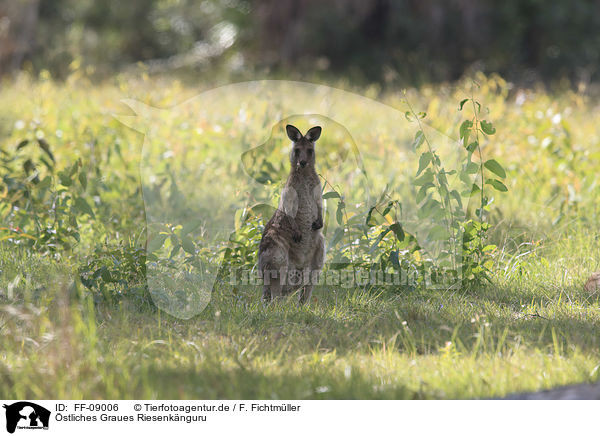 stliches Graues Riesenknguru / forester kangaroo / FF-09006