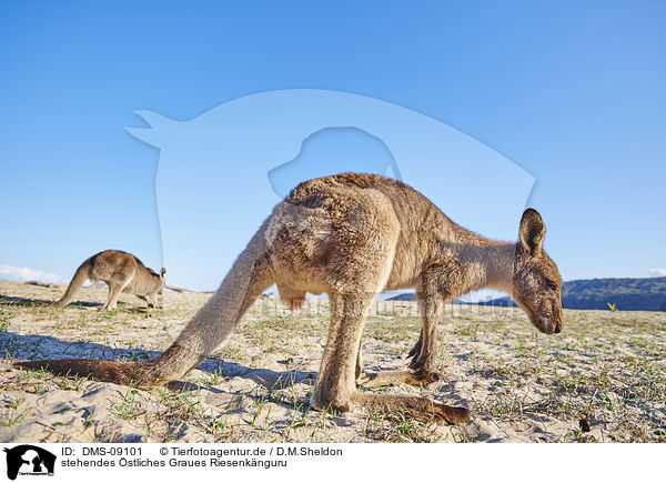 stehendes stliches Graues Riesenknguru / standing Eastern Grey Kangaroo / DMS-09101