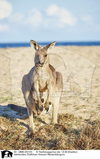 stehendes stliches Graues Riesenknguru / standing Eastern Grey Kangaroo / DMS-09103