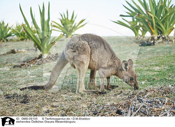 stehendes stliches Graues Riesenknguru / standing Eastern Grey Kangaroo / DMS-09105