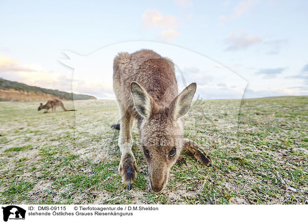 stehende stliches Graues Riesenkngurus / standing Eastern Grey Kangaroos / DMS-09115