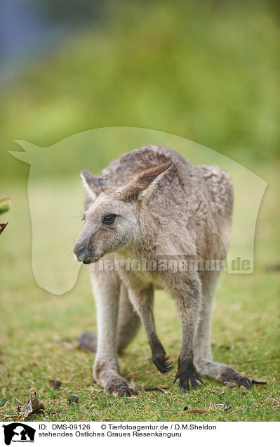 stehendes stliches Graues Riesenknguru / standing Eastern Grey Kangaroo / DMS-09126