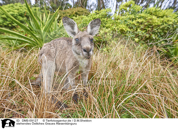 stehendes stliches Graues Riesenknguru / standing Eastern Grey Kangaroo / DMS-09127