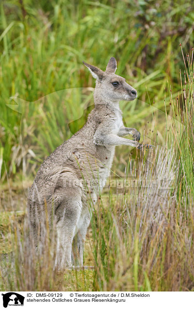 stehendes stliches Graues Riesenknguru / standing Eastern Grey Kangaroo / DMS-09129