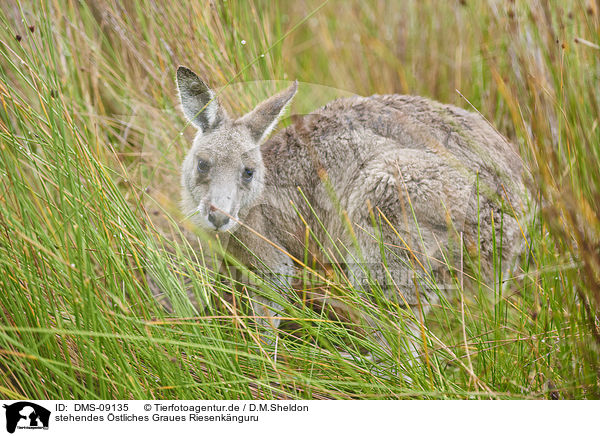 stehendes stliches Graues Riesenknguru / standing Eastern Grey Kangaroo / DMS-09135