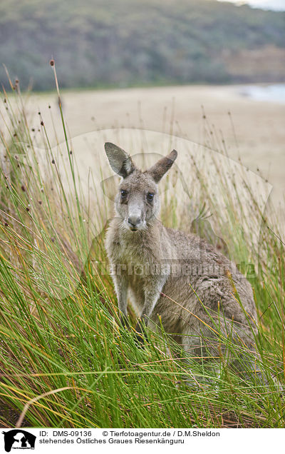 stehendes stliches Graues Riesenknguru / standing Eastern Grey Kangaroo / DMS-09136