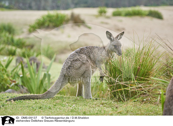 stehendes stliches Graues Riesenknguru / standing Eastern Grey Kangaroo / DMS-09137