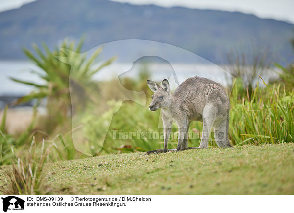 stehendes stliches Graues Riesenknguru / standing Eastern Grey Kangaroo / DMS-09139