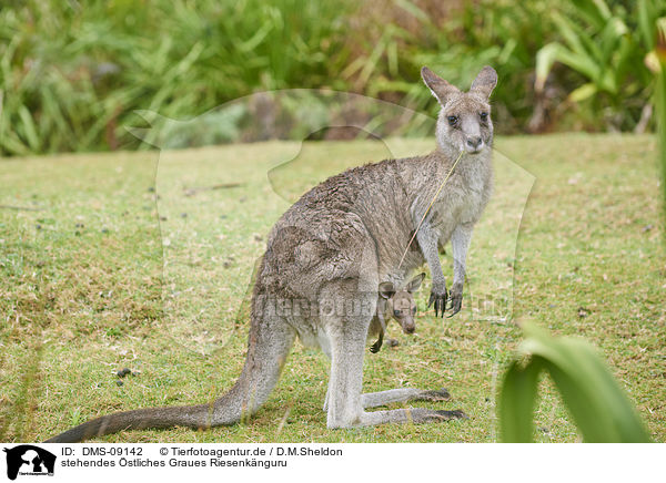 stehendes stliches Graues Riesenknguru / standing Eastern Grey Kangaroo / DMS-09142