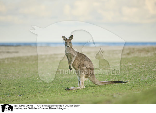 stehendes stliches Graues Riesenknguru / standing Eastern Grey Kangaroo / DMS-09168