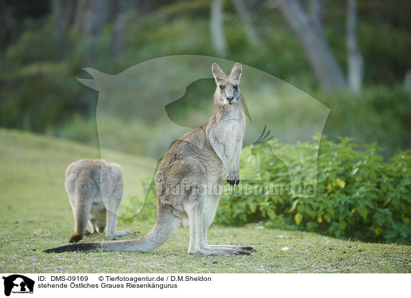 stehende stliches Graues Riesenkngurus / standing Eastern Grey Kangaroos / DMS-09169