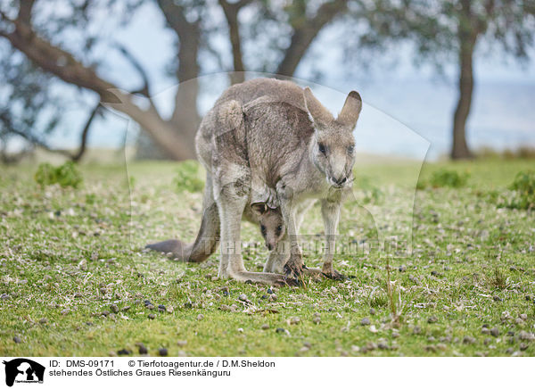 stehendes stliches Graues Riesenknguru / standing Eastern Grey Kangaroo / DMS-09171
