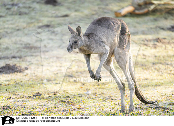 stliches Graues Riesenknguru / eastern grey kangaroo / DMS-11254