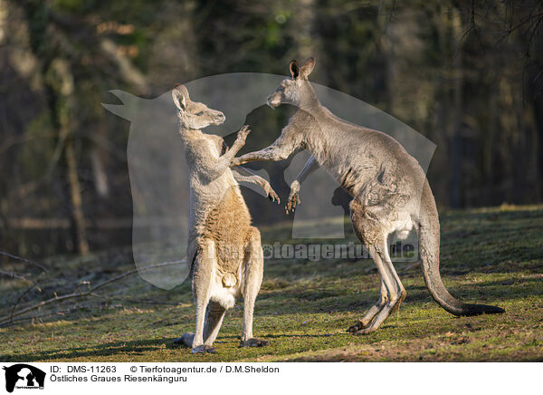 stliches Graues Riesenknguru / eastern grey kangaroo / DMS-11263