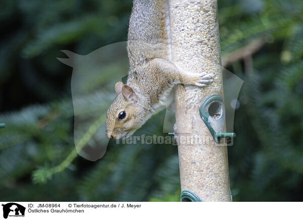 stliches Grauhrnchen / grey squirrel / JM-08964