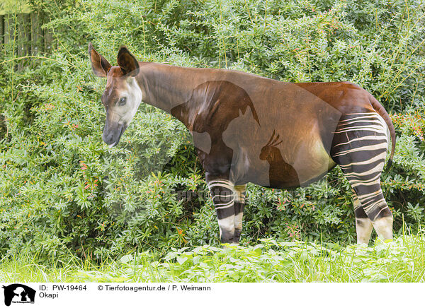 Okapi / Okapi / PW-19464