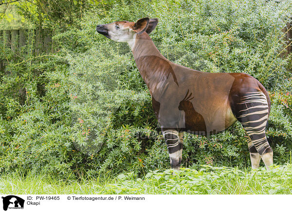 Okapi / Okapi / PW-19465