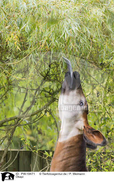Okapi / PW-19471