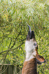 Okapi