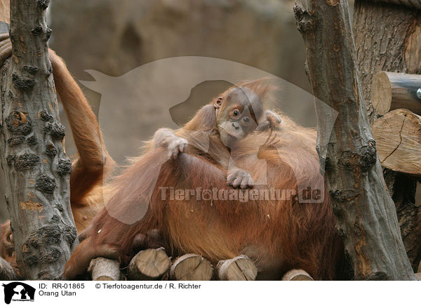 Orang Utan / Orang Utan / RR-01865
