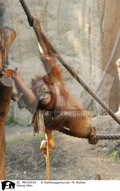 Orang Utan / RR-04034