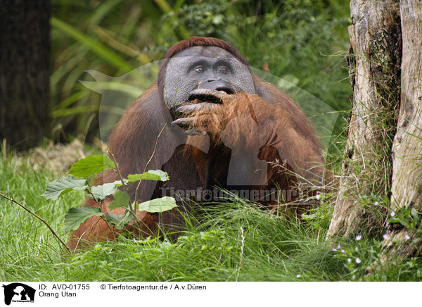 Orang Utan / AVD-01755