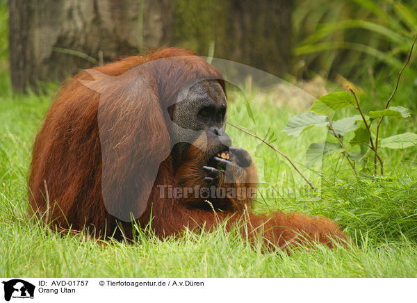 Orang Utan / Orang Utan / AVD-01757