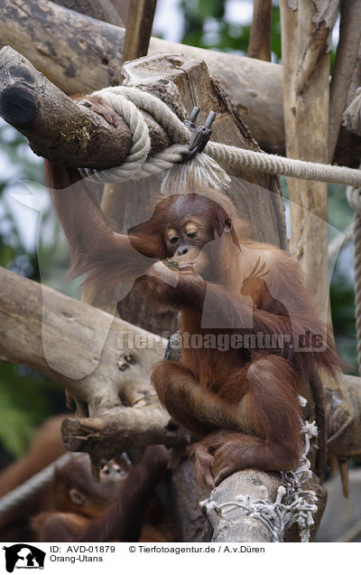 Orang-Utans / AVD-01879