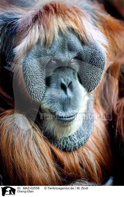 Orang-Utan / orang-outang / MAZ-02556