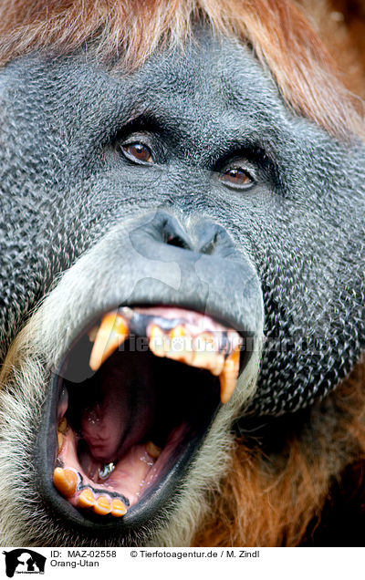 Orang-Utan / orang-outang / MAZ-02558