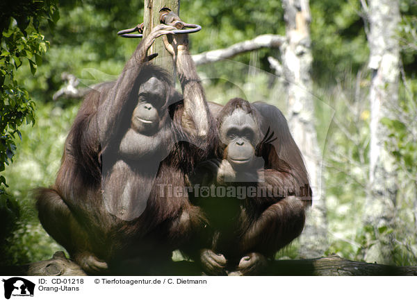 Orang-Utans / orang-outangs / CD-01218