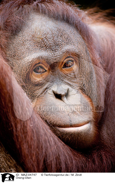 Orang-Utan / MAZ-04747