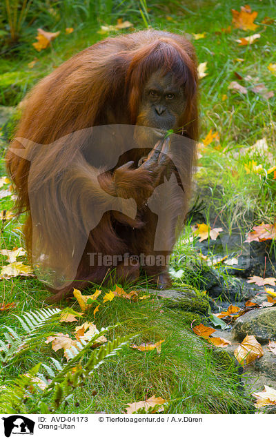 Orang-Utan / orang-utan / AVD-04173