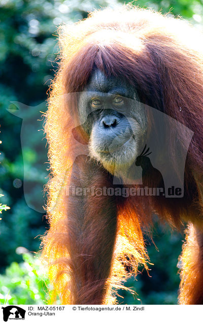 Orang-Utan / MAZ-05167