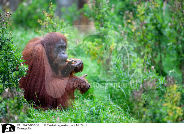 Orang-Utan / MAZ-05168