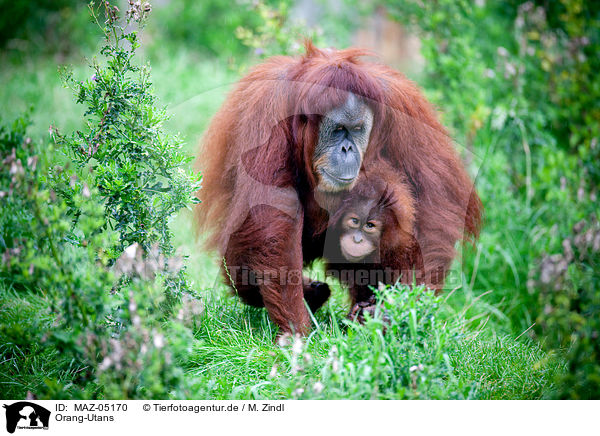 Orang-Utans / MAZ-05170