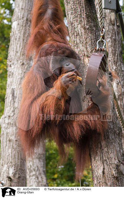 Orang-Utan / AVD-05693