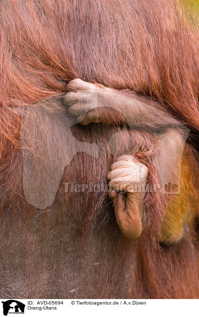 Orang-Utans / Orang-Utans / AVD-05694