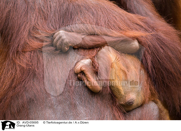 Orang-Utans / AVD-05695