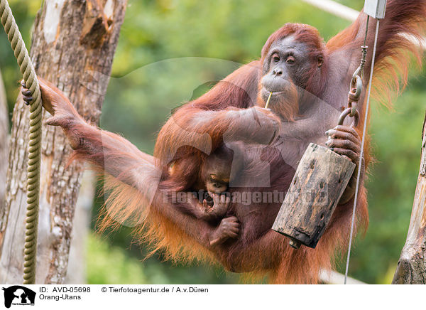 Orang-Utans / Orang-Utans / AVD-05698