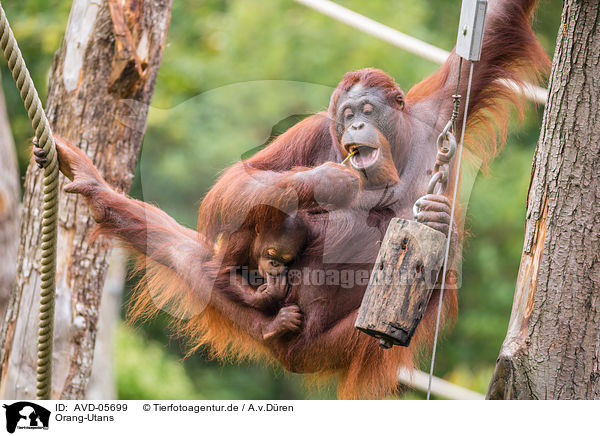 Orang-Utans / Orang-Utans / AVD-05699