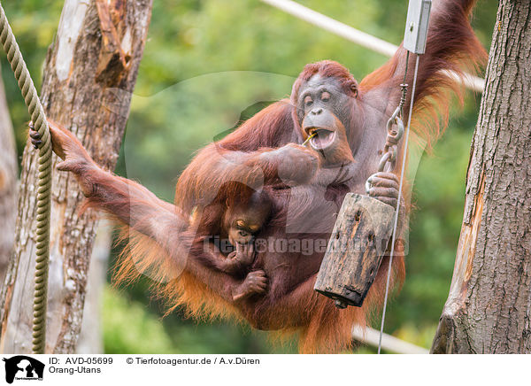 Orang-Utans / AVD-05699